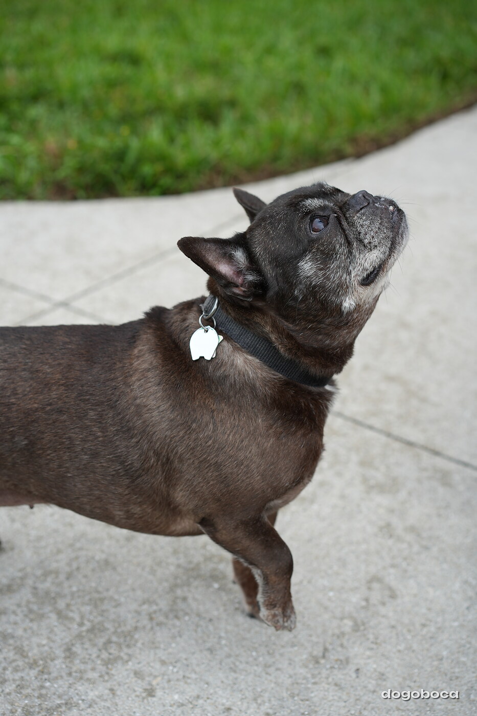 Dog photographed at Mizner Bark Dog Park on September 17, 2026
