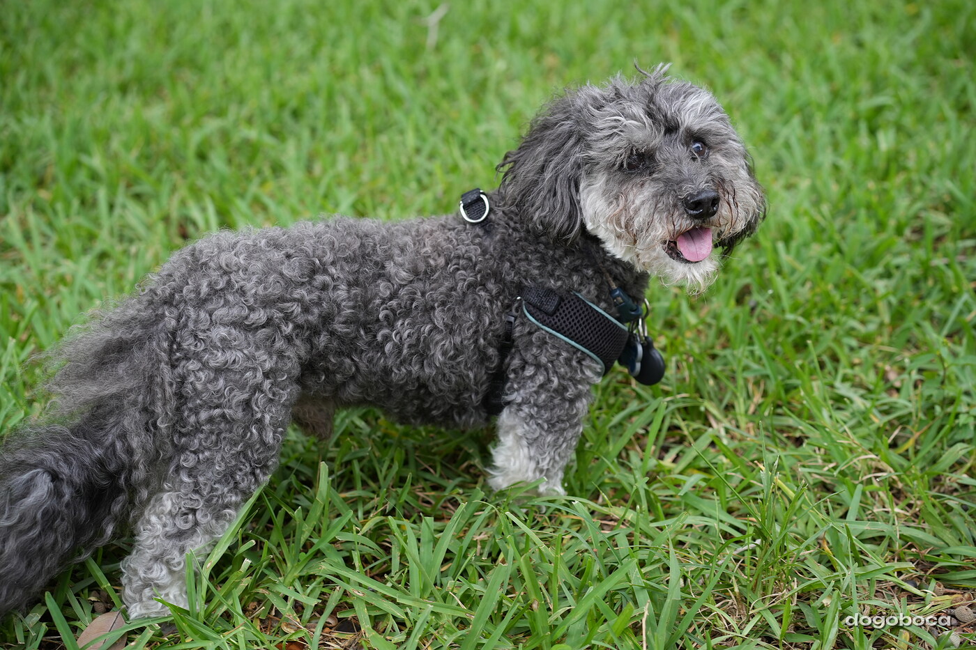 Dog photographed at Mizner Bark Dog Park on September 17, 2026