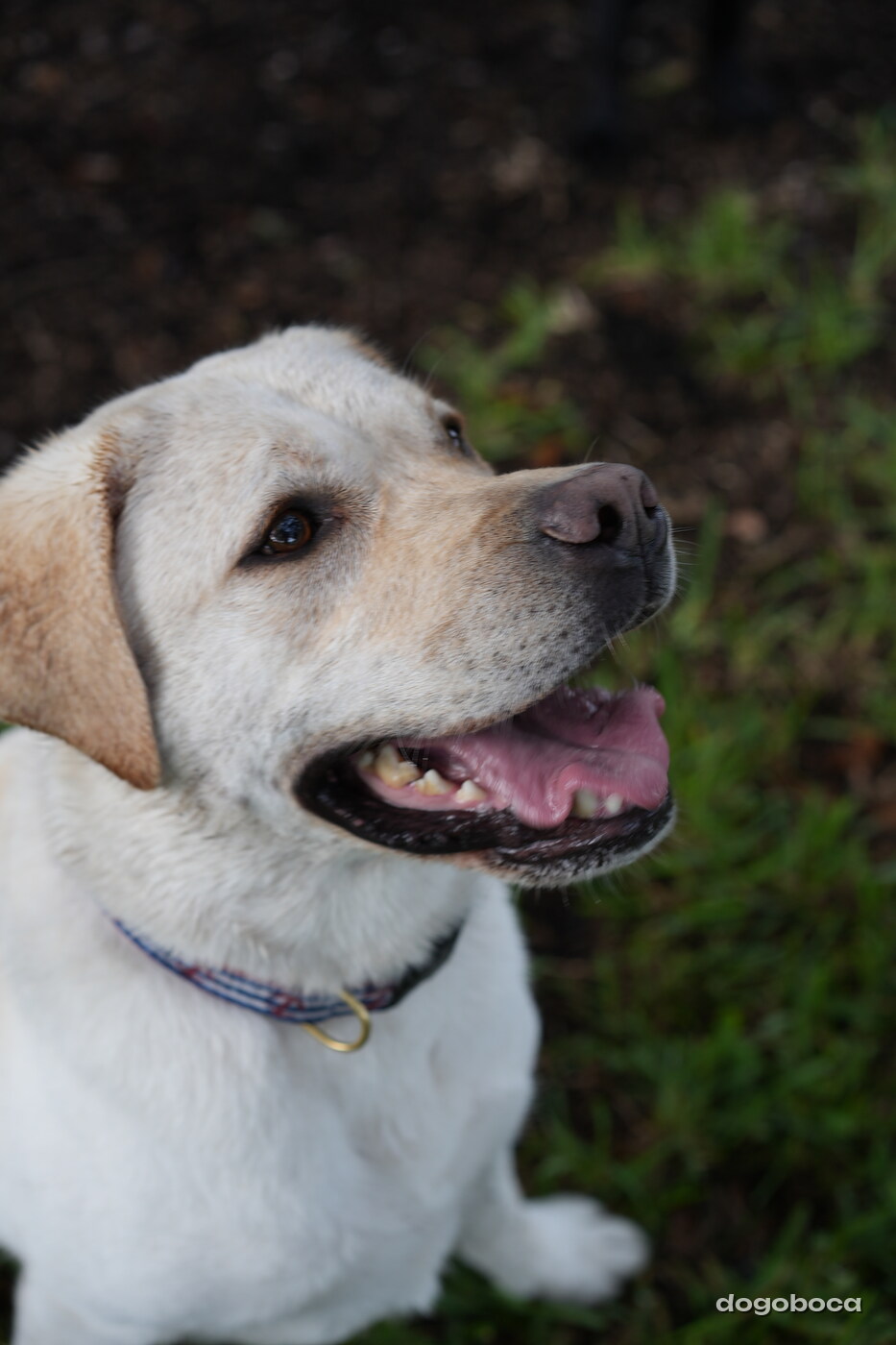 Jack photographed at Mizner Bark Dog Park on September 17, 2026