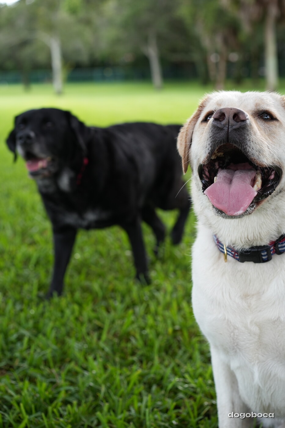 Jack at a dogoboca park session in Mizner Bark Dog Park