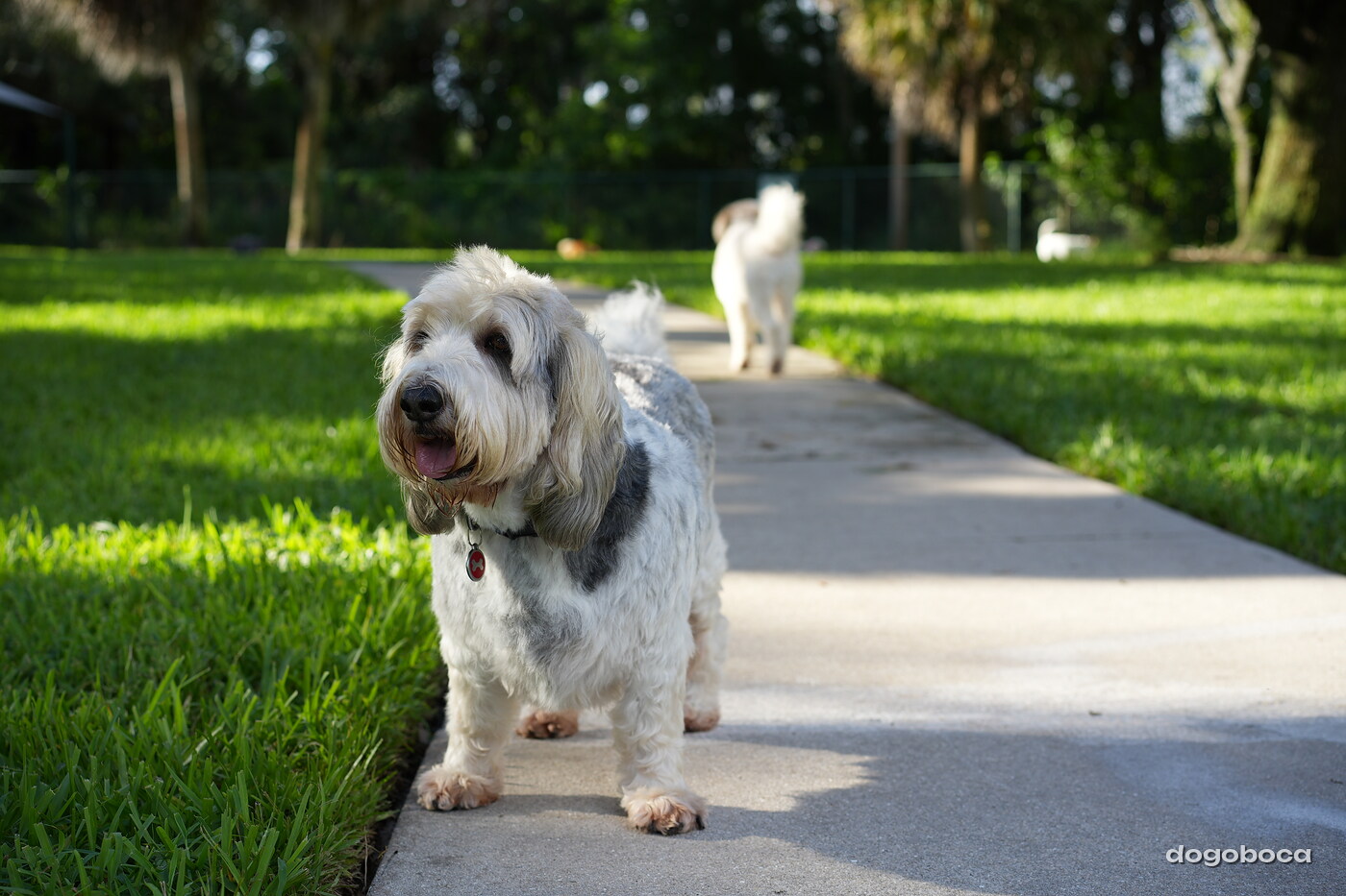 Dog photographed at Mizner Bark Dog Park on September 17, 2026