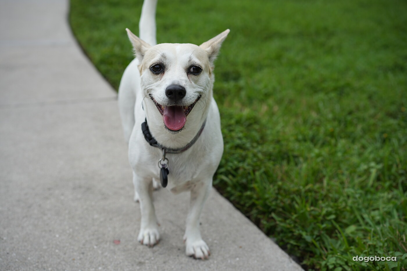 Dog photographed at Mizner Bark Dog Park on September 17, 2026