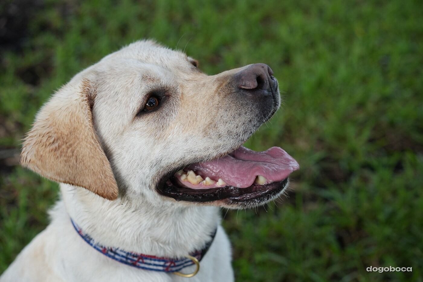 Jack photographed at Mizner Bark Dog Park on September 17, 2026