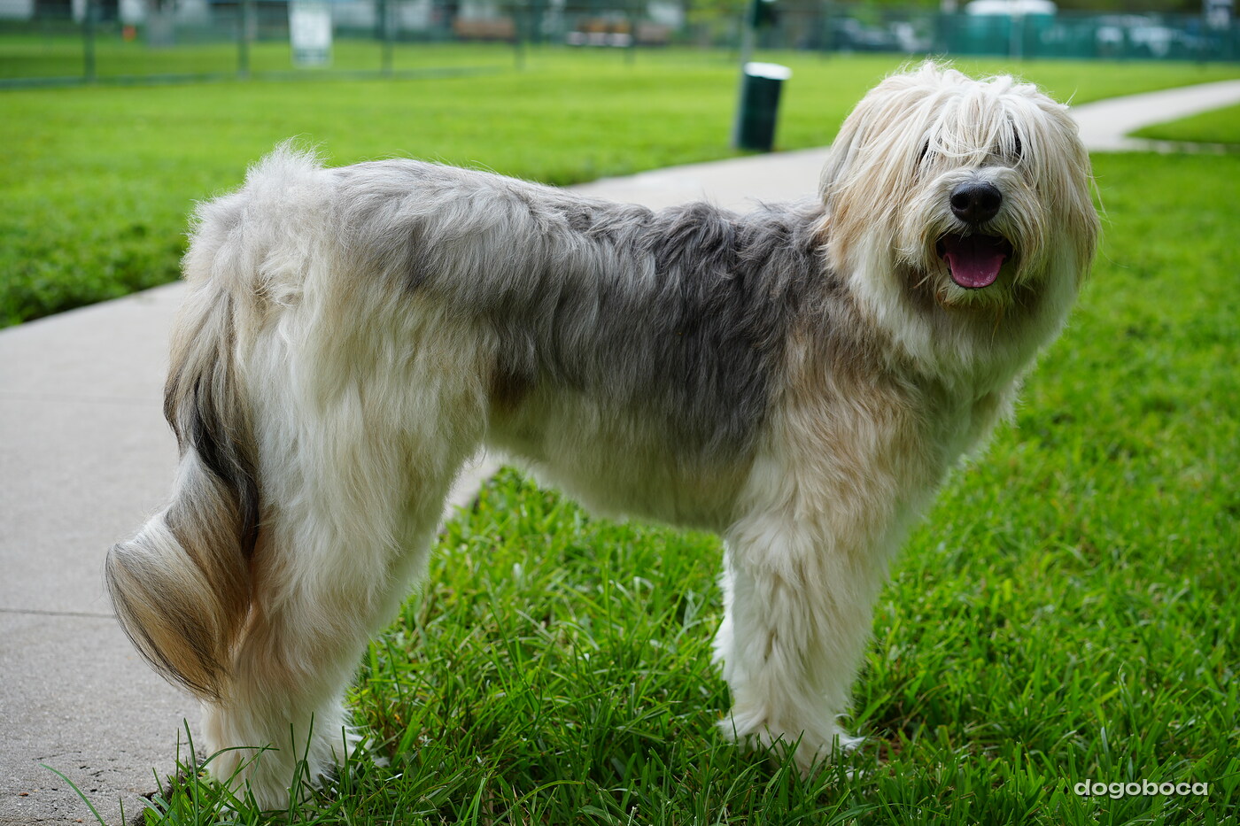 A dog photographed at Mizner Bark Dog Park