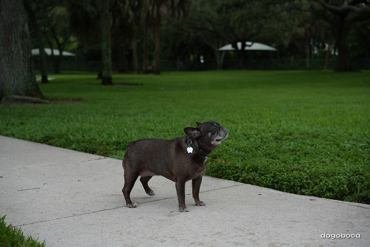 A dog photographed at Mizner Bark Dog Park