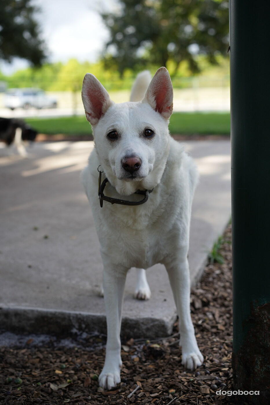 Ray photographed at Mizner Bark Dog Park on September 17, 2026