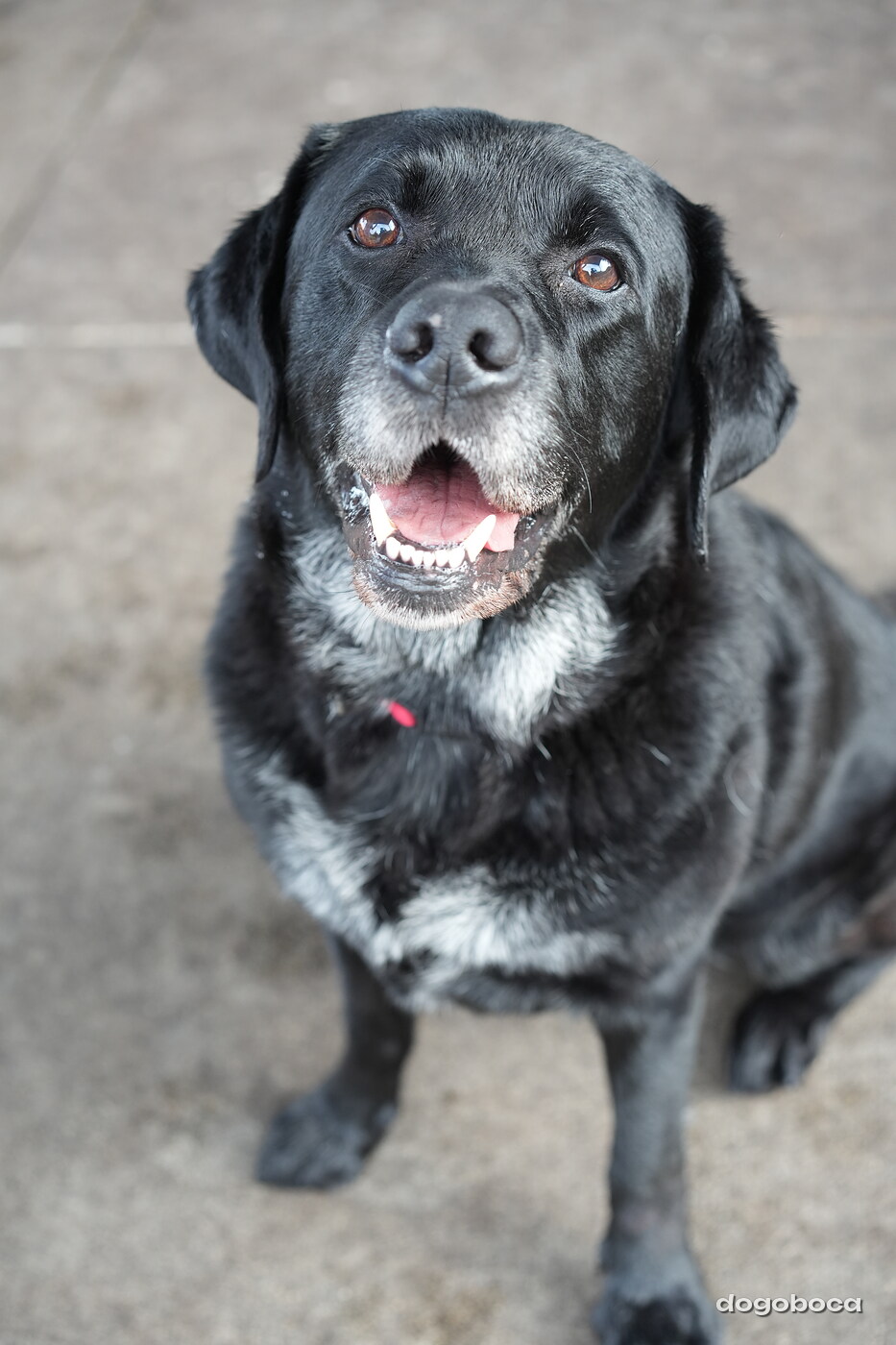 Jack photographed at Mizner Bark Dog Park on September 17, 2026