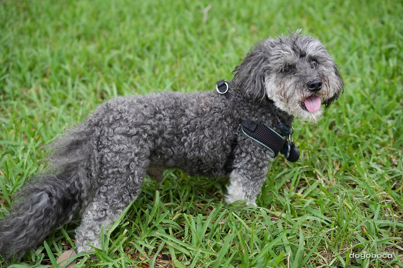 A dog photographed at Mizner Bark Dog Park