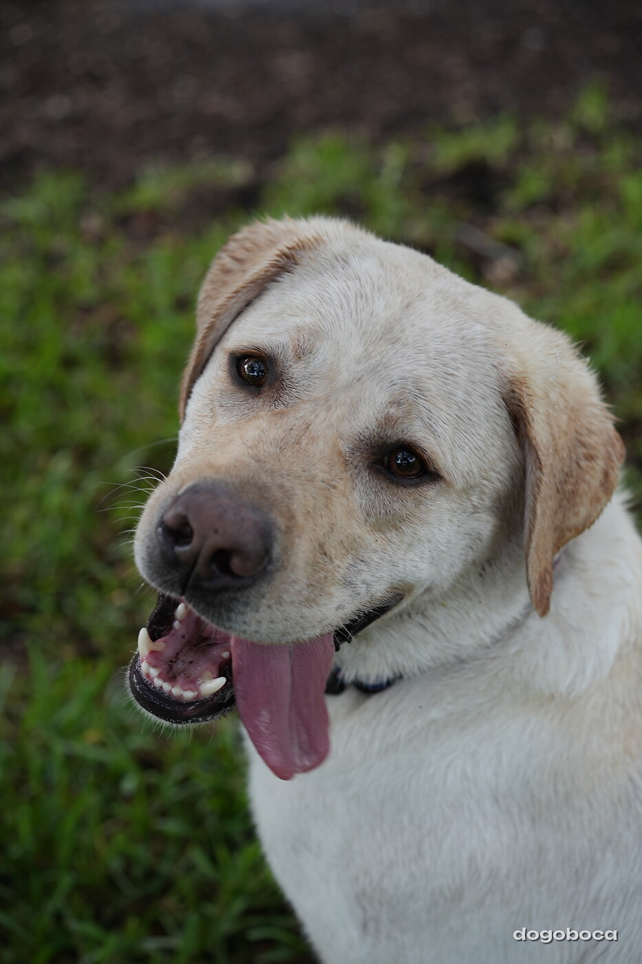 Jack photographed at Mizner Bark Dog Park on September 17, 2026