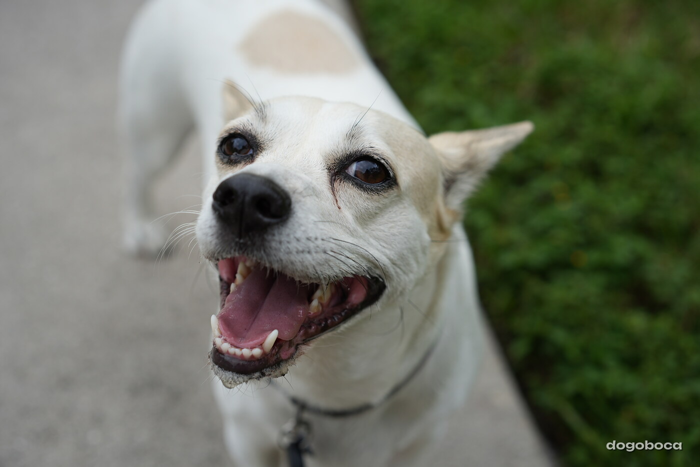 Dog photographed at Mizner Bark Dog Park on September 17, 2026
