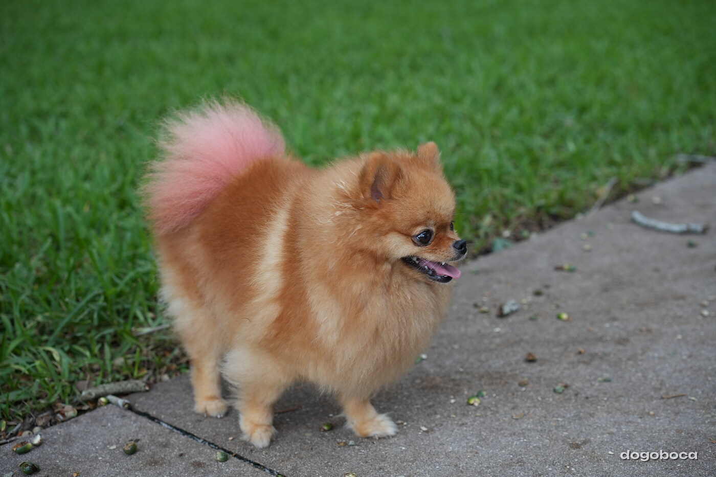 Dog at a dogoboca park session in Mizner Bark Dog Park