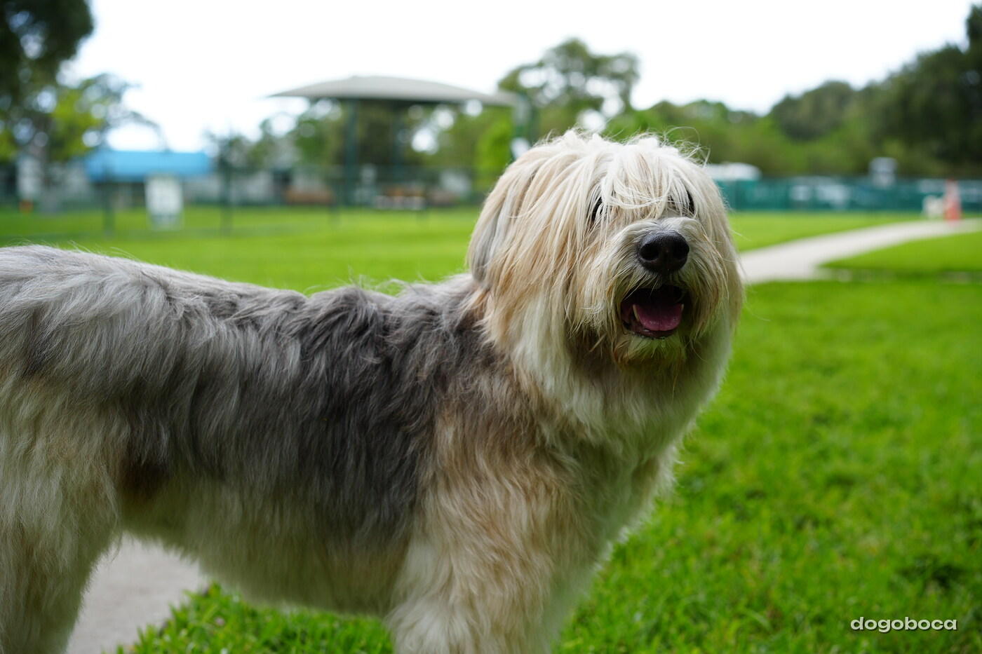 Dog at a dogoboca park session in Mizner Bark Dog Park
