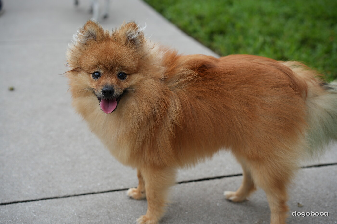 Dog photographed at Mizner Bark Dog Park on September 17, 2026