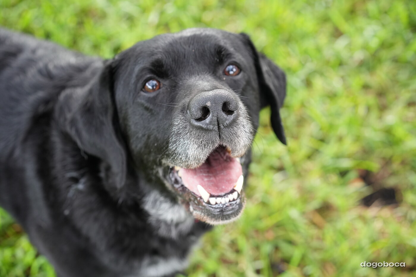 Jack at a dogoboca park session in Mizner Bark Dog Park