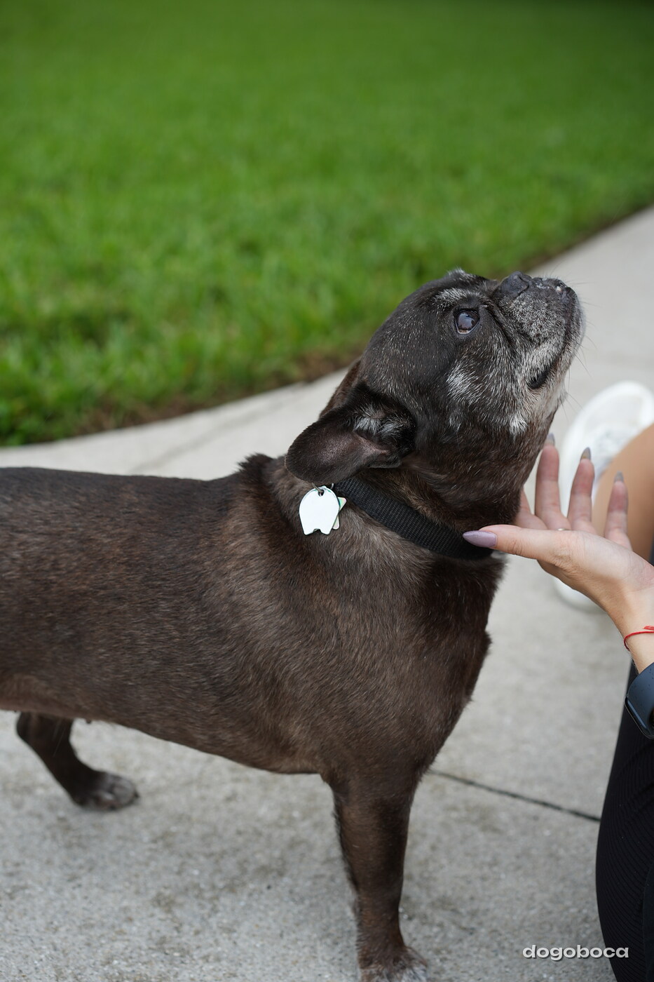 Dog photographed at Mizner Bark Dog Park on September 17, 2026