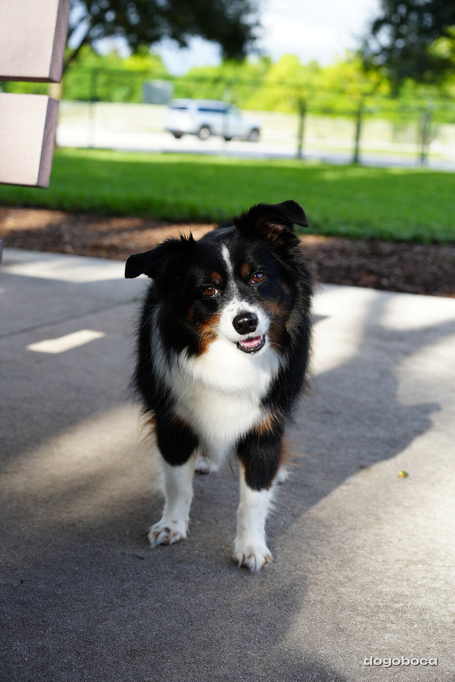 A dog photographed at Mizner Bark Dog Park