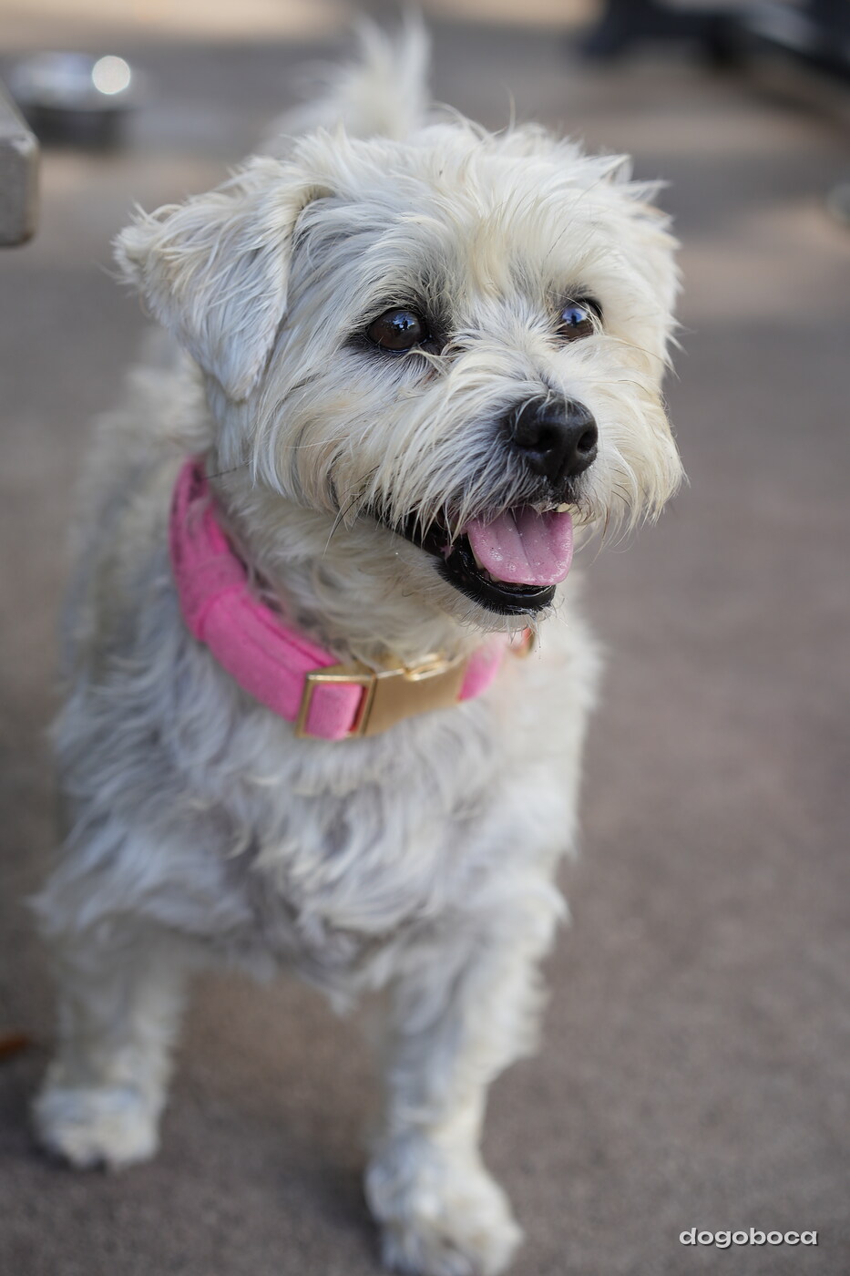 Dog at a dogoboca park session in Mizner Bark Dog Park