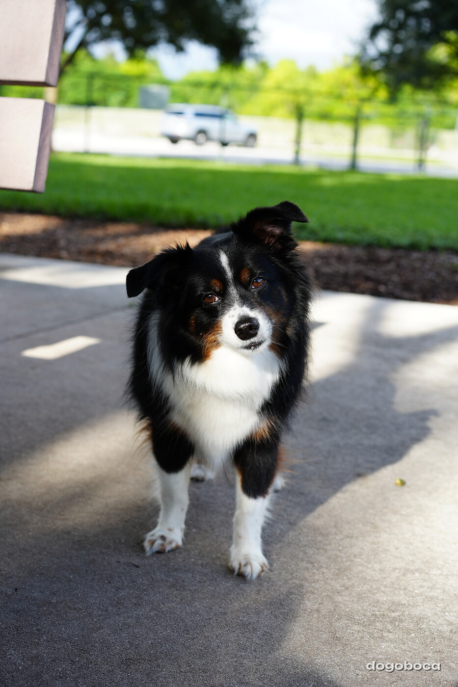 A dog photographed at Mizner Bark Dog Park
