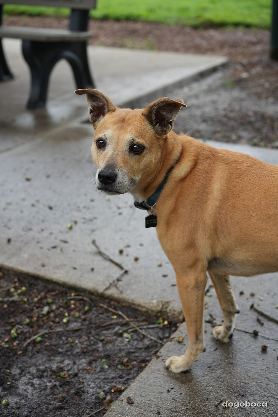 Dog photographed at Mizner Bark Dog Park on September 17, 2026
