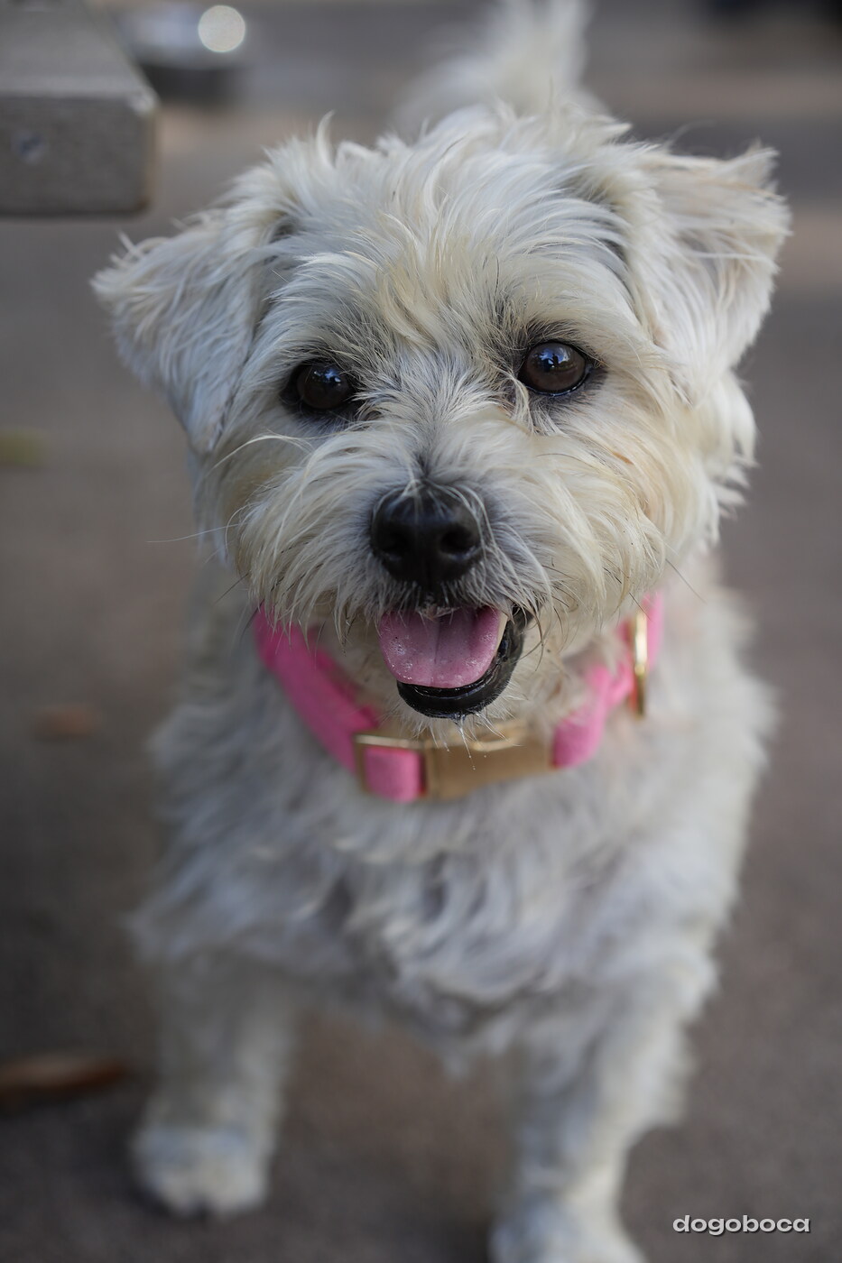 A dog photographed at Mizner Bark Dog Park