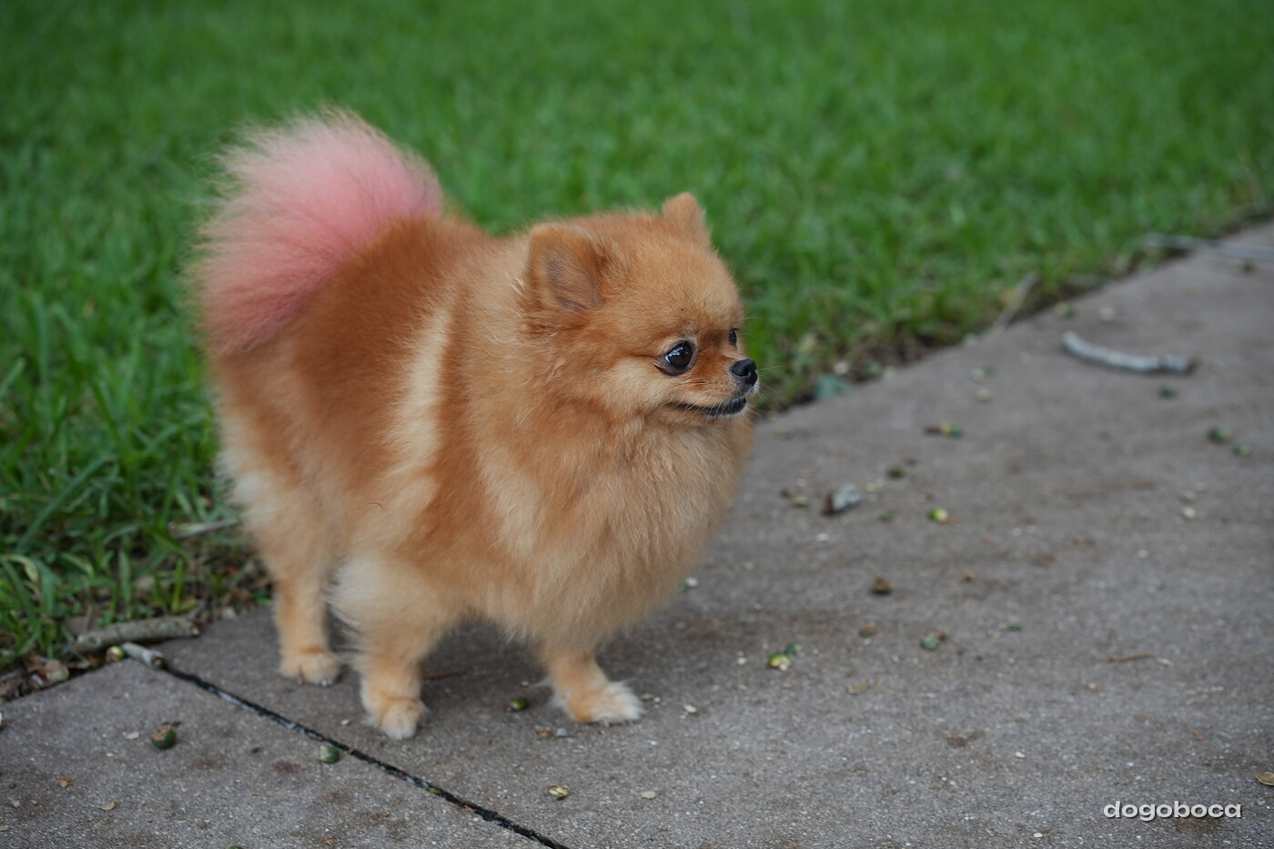 Dog at a dogoboca park session in Mizner Bark Dog Park