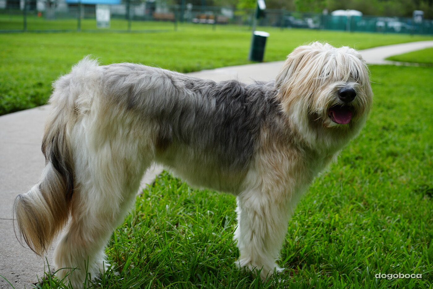 A dog photographed at Mizner Bark Dog Park