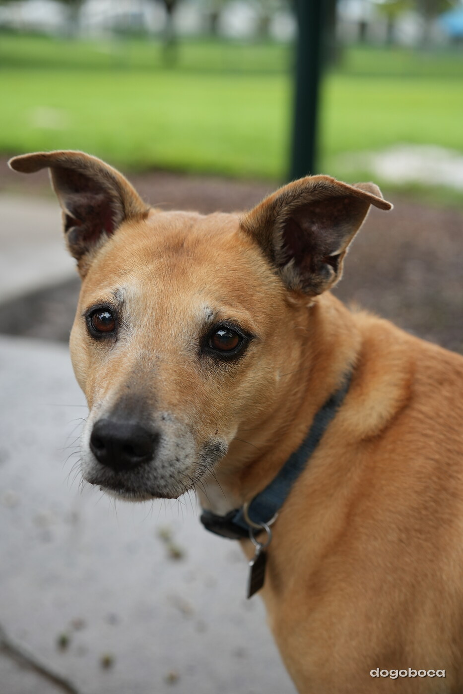 A dog photographed at Mizner Bark Dog Park