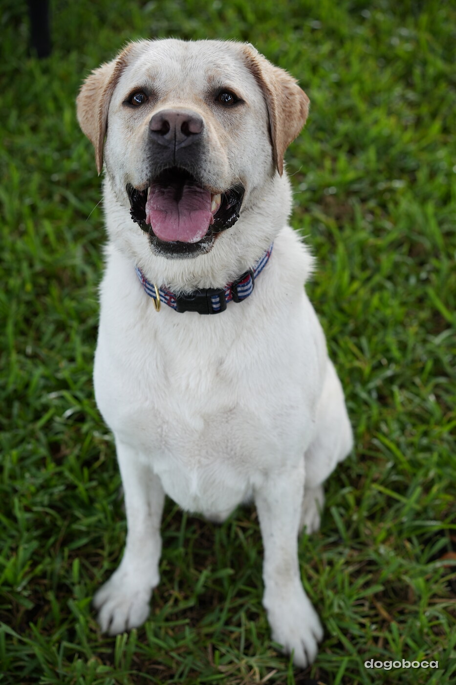 Jack photographed at Mizner Bark Dog Park on September 17, 2026