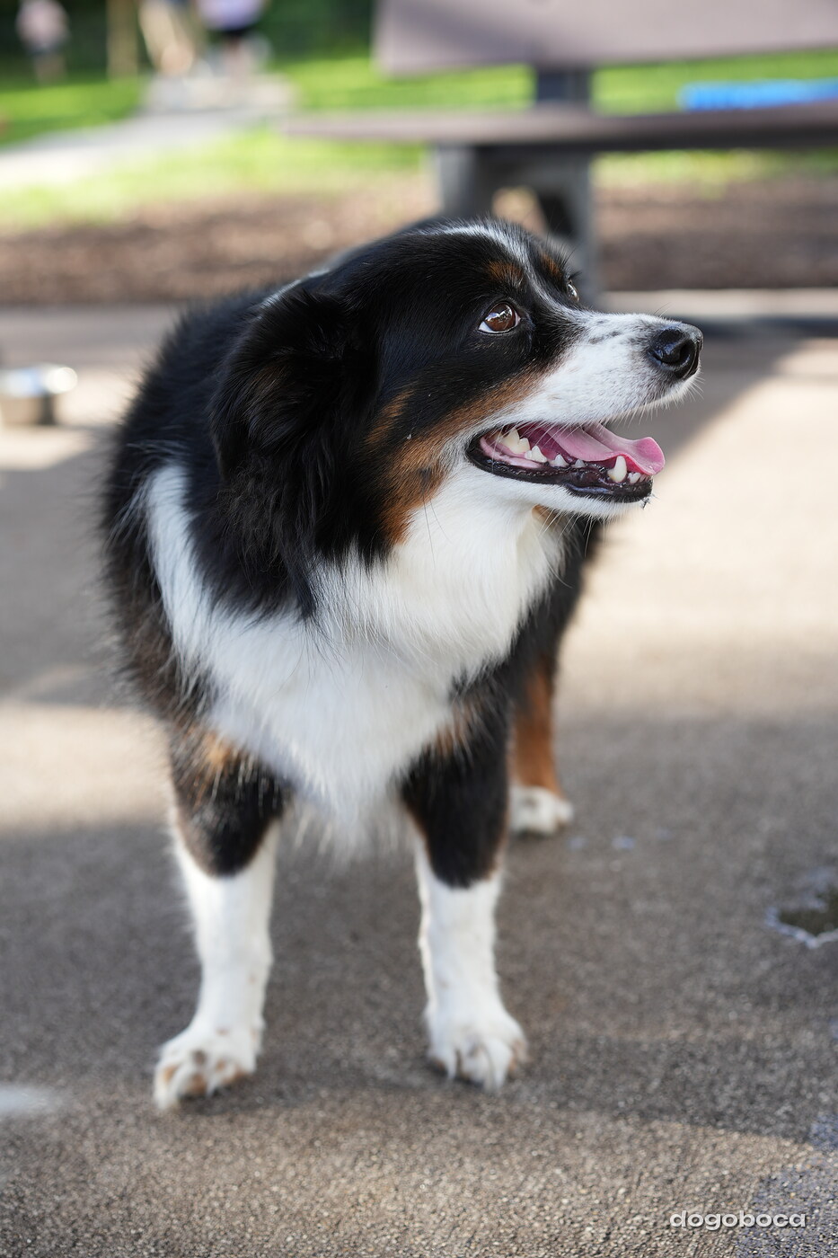 Dog at a dogoboca park session in Mizner Bark Dog Park