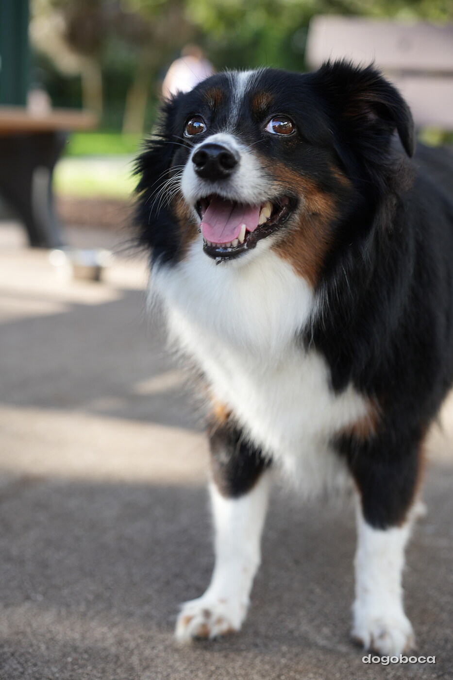 A dog photographed at Mizner Bark Dog Park