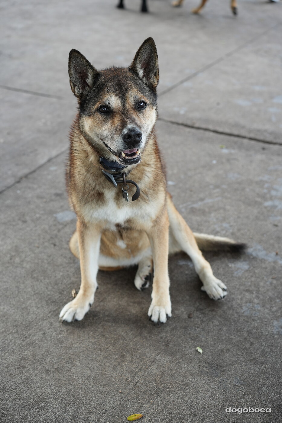 A dog photographed at Mizner Bark Dog Park