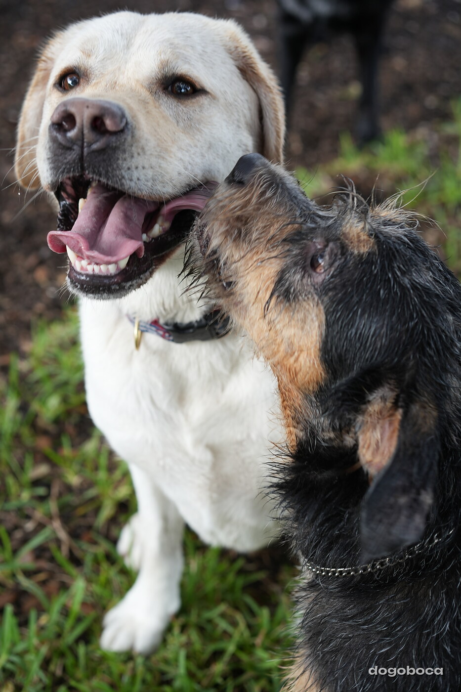 Jack photographed at Mizner Bark Dog Park on September 17, 2026