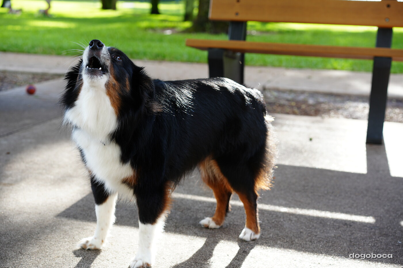 A dog photographed at Mizner Bark Dog Park