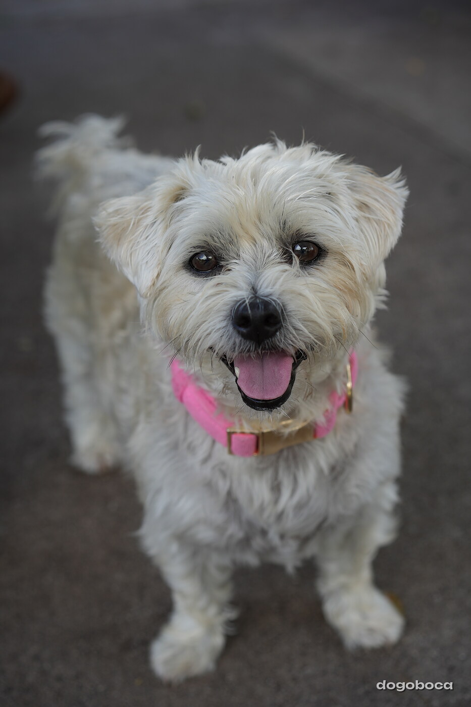 A dog photographed at Mizner Bark Dog Park