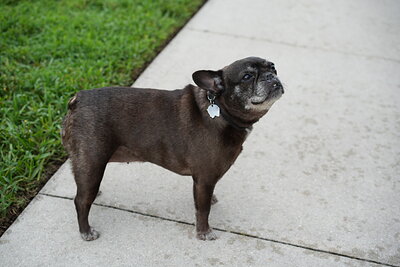Dog photographed at Mizner Bark Dog Park on September 17, 2026