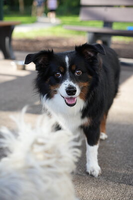 Dog photographed at Mizner Bark Dog Park on September 17, 2026