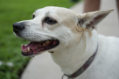 Dog photographed at Mizner Bark Dog Park on September 17, 2026