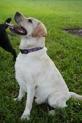Jack photographed at Mizner Bark Dog Park on September 17, 2026