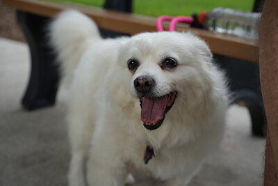 Dog photographed at Mizner Bark Dog Park on September 17, 2026