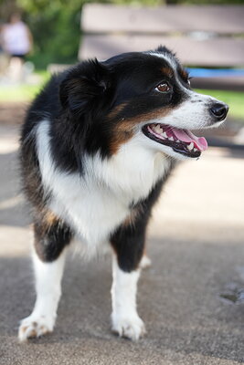 Dog photographed at Mizner Bark Dog Park on September 17, 2026