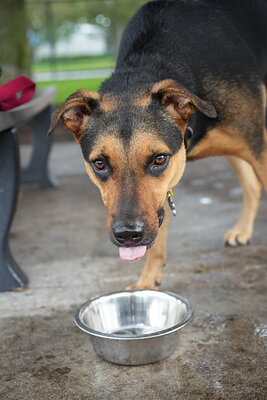 Dog photographed at Mizner Bark Dog Park on September 17, 2026