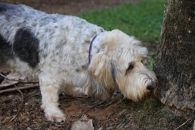 Dog photographed at Mizner Bark Dog Park on September 17, 2026