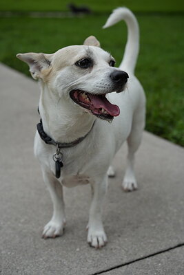 Dog photographed at Mizner Bark Dog Park on September 17, 2026