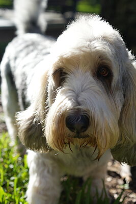 Dog photographed at Mizner Bark Dog Park on September 17, 2026