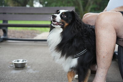Dog photographed at Mizner Bark Dog Park on September 17, 2026