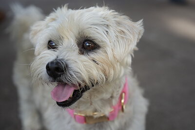 Dog photographed at Mizner Bark Dog Park on September 17, 2026