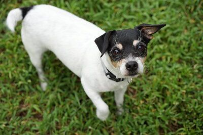 Dog photographed at Mizner Bark Dog Park on September 17, 2026
