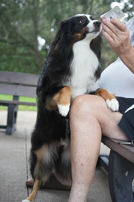 Dog photographed at Mizner Bark Dog Park on September 17, 2026