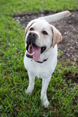 Jack photographed at Mizner Bark Dog Park on September 17, 2026