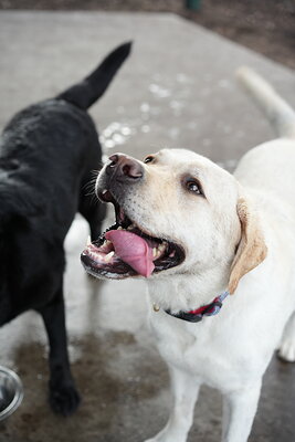 Jack photographed at Mizner Bark Dog Park on September 17, 2026